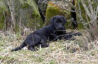 Dexter im Gras
