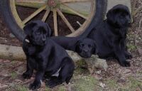 Balou, Kira und Max jr.