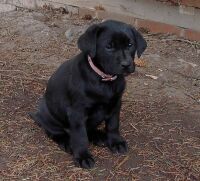 Balou