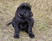 Balou