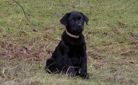 Balou