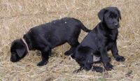 Balou und Sam
