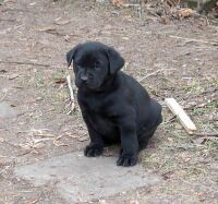 Balou