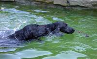 Max und Schira im Wasser
