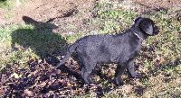 Huse - Halb Hund halb Hase (beachte den Schatten)