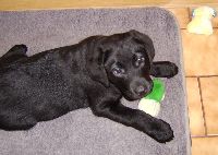Ich mag Stofftiere