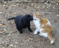 Du bist aber ein komischer Hund