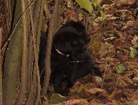 Im dunklen Wald