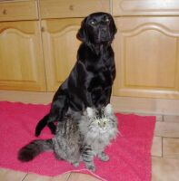 Schira und Turtle