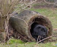 Nele im Holz